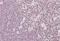 Nuclear inhibitor of protein phosphatase 1 antibody, orb18573, Biorbyt, Immunohistochemistry paraffin image 