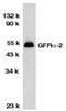 GDNF Family Receptor Alpha 2 antibody, NBP1-77042, Novus Biologicals, Western Blot image 