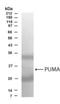 BCL2 Binding Component 3 antibody, NB500-230, Novus Biologicals, Western Blot image 