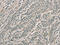 RNS3 antibody, CSB-PA934707, Cusabio, Immunohistochemistry paraffin image 