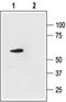 Potassium Two Pore Domain Channel Subfamily K Member 4 antibody, PA5-77624, Invitrogen Antibodies, Western Blot image 