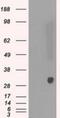 Peroxiredoxin 4 antibody, NBP2-02117, Novus Biologicals, Western Blot image 