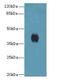 Platelet Activating Factor Receptor antibody, LS-C396555, Lifespan Biosciences, Western Blot image 