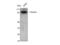 Signal Transducer And Activator Of Transcription 5A antibody, STJ95816, St John