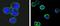 CD37 Molecule antibody, NBP1-28869, Novus Biologicals, Immunofluorescence image 