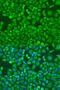 Eukaryotic Translation Initiation Factor 4E antibody, 22-003, ProSci, Immunofluorescence image 