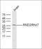Rho Family GTPase 2 antibody, orb158298, Biorbyt, Western Blot image 