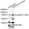 Zeta Chain Of T Cell Receptor Associated Protein Kinase 70 antibody, MBS128458, MyBioSource, Western Blot image 