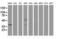 Microtubule Associated Protein RP/EB Family Member 2 antibody, LS-C337351, Lifespan Biosciences, Western Blot image 