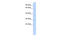 Mitochondrial Ribosomal Protein L10 antibody, 26-705, ProSci, Enzyme Linked Immunosorbent Assay image 