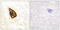 Neurotrophic Receptor Tyrosine Kinase 2 antibody, LS-C117544, Lifespan Biosciences, Immunohistochemistry paraffin image 