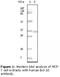 BCL10 Immune Signaling Adaptor antibody, LS-C47129, Lifespan Biosciences, Western Blot image 