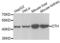 Cystathionine Gamma-Lyase antibody, abx004685, Abbexa, Western Blot image 