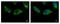 HPS3 Biogenesis Of Lysosomal Organelles Complex 2 Subunit 1 antibody, GTX107745, GeneTex, Immunocytochemistry image 