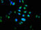 Mitochondrial Translation Release Factor 1 antibody, CSB-PA015197LA01HU, Cusabio, Immunofluorescence image 