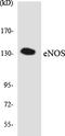 Nitric Oxide Synthase 3 antibody, LS-C291949, Lifespan Biosciences, Western Blot image 