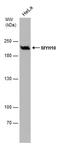 Myosin Heavy Chain 10 antibody, MA5-27767, Invitrogen Antibodies, Western Blot image 