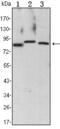 Component Of Inhibitor Of Nuclear Factor Kappa B Kinase Complex antibody, GTX82776, GeneTex, Western Blot image 