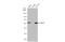 Kruppel Like Factor 5 antibody, GTX103289, GeneTex, Western Blot image 