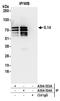 Taxilin Alpha antibody, A304-663A, Bethyl Labs, Immunoprecipitation image 