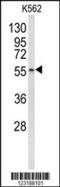 Cornulin antibody, LS-C167053, Lifespan Biosciences, Western Blot image 