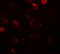 Class II Major Histocompatibility Complex Transactivator antibody, 5979, ProSci, Immunofluorescence image 