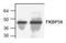 FKBP Prolyl Isomerase 8 antibody, NBP1-45571, Novus Biologicals, Western Blot image 
