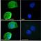 Hepatitis A Virus Cellular Receptor 2 antibody, 46-495, ProSci, Western Blot image 