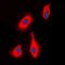 Parathyroid Hormone 1 Receptor antibody, orb304527, Biorbyt, Immunofluorescence image 