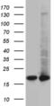 Ubiquitin Conjugating Enzyme E2 D4 (Putative) antibody, MA5-27358, Invitrogen Antibodies, Western Blot image 