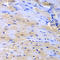 Cullin 2 antibody, LS-C333972, Lifespan Biosciences, Immunohistochemistry paraffin image 