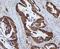 Ring Finger Protein 169 antibody, A10407-1, Boster Biological Technology, Immunohistochemistry frozen image 