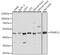 Proteasome 26S Subunit, Non-ATPase 11 antibody, 15-977, ProSci, Western Blot image 