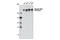 RNA Polymerase II Subunit A antibody, 8798S, Cell Signaling Technology, Western Blot image 