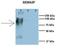 Semaphorin 3F antibody, orb326109, Biorbyt, Western Blot image 