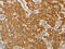 Proteasome Subunit Beta 7 antibody, CSB-PA558008, Cusabio, Immunohistochemistry frozen image 