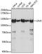 Low Density Lipoprotein Receptor antibody, LS-C749972, Lifespan Biosciences, Western Blot image 