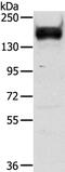 RAS Protein Activator Like 2 antibody, PA5-50868, Invitrogen Antibodies, Western Blot image 