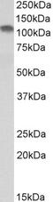 GA Binding Protein Transcription Factor Subunit Beta 1 antibody, 45-646, ProSci, Immunofluorescence image 