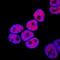 GATA Binding Protein 6 antibody, MAB1700, R&D Systems, Immunofluorescence image 