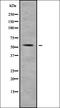 Zinc Finger Protein 577 antibody, orb336263, Biorbyt, Western Blot image 