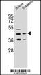 Acyl-CoA Wax Alcohol Acyltransferase 2 antibody, 55-450, ProSci, Western Blot image 