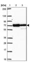 Molybdenum Cofactor Synthesis 1 antibody, NBP2-38844, Novus Biologicals, Western Blot image 