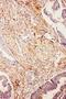 Ubiquitin D antibody, PA2222, Boster Biological Technology, Immunohistochemistry frozen image 