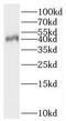 Boule Homolog, RNA Binding Protein antibody, FNab00933, FineTest, Western Blot image 