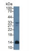 Pro-Platelet Basic Protein antibody, abx131830, Abbexa, Western Blot image 