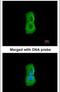 26S protease regulatory subunit 6A antibody, PA5-22041, Invitrogen Antibodies, Immunofluorescence image 
