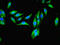 Microcephalin 1 antibody, LS-C378511, Lifespan Biosciences, Immunofluorescence image 