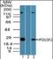 POU Class 3 Homeobox 2 antibody, orb96288, Biorbyt, Western Blot image 