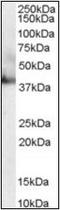 Ribonucleic Acid Export 1 antibody, orb89594, Biorbyt, Western Blot image 